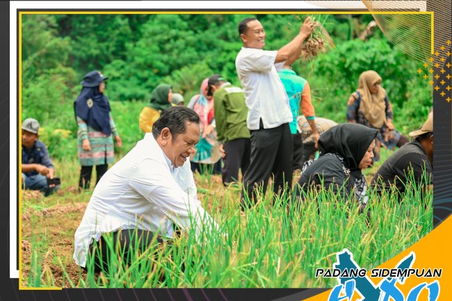 Ikuti Panen Perdana Bawang Merah di Desa Batang Bahal Walikota: Dengan hasil Yang Belum Maksimal ini Jauh Lebih Baik Daripada Tidak Sama Sekali