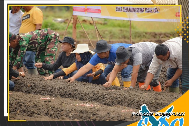 Walikota Melakukan Penanaman Cabai Merah Dan Bawang Merah di Desa Ujung Gurap