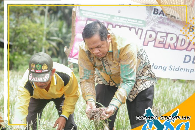 Potensi pasar Bawang Merah Di Kota Padang Sidempuan Masih Begitu Menjanjikan, Ucap Wako Irsan saat ikuti panen di Desa Tinjoman