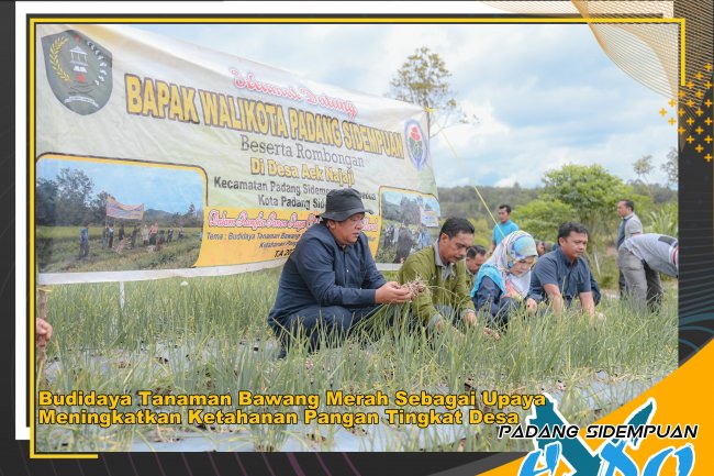 Wali Kota Laksanakan Panen Raya Bawang Merah di Desa Aek Najaji