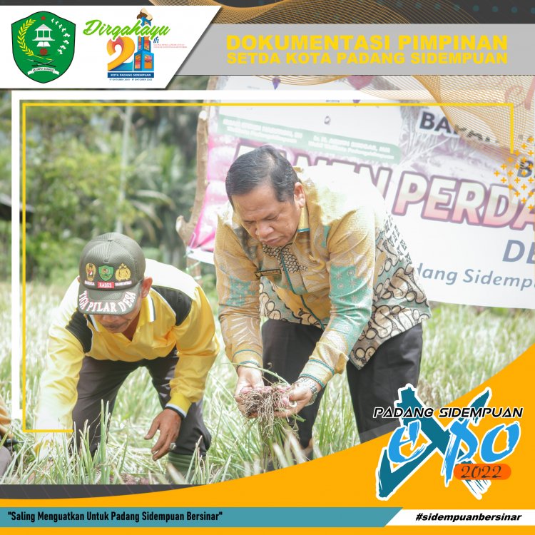 Potensi pasar Bawang Merah Di Kota Padang Sidempuan Masih Begitu Menjanjikan, Ucap Wako Irsan saat ikuti panen di Desa Tinjoman