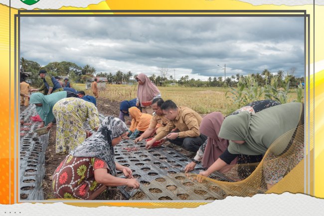 Walikota Bersama Masyarakat Tanam Bawang Merah di Desa Partihaman Saroha