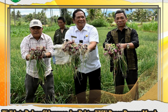 Wali Kota Padang Sidempuan dan Rektor UISU Panen Bawang Merah Wujudkan Sinergitas