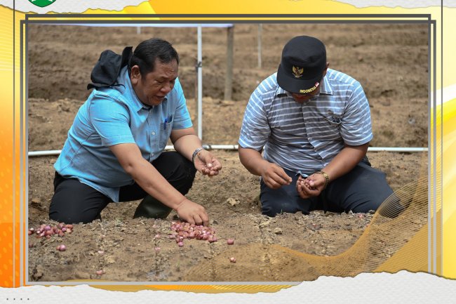 Walikota dan Wawako  Padang Sidempuan Tanam Perdana Bawang Merah di dua Lokasi dalam Satu Hari sebagai satu Langkah Untuk Mengatasi Inflasi  