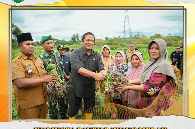 Wali Kota Irsan Efendi Nasution Panen Bawang Merah Sekaligus Penyerahan Bibit di Desa Pudun Julu