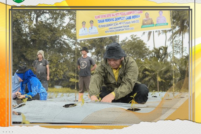 Meski Di Guyur Hujan Wali Kota Tetap Semangat Menanam Cabai Merah Bersama KWT Rap Satahi Sabungan Jae 