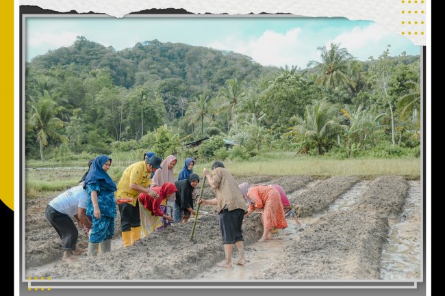Walikota Tanam Bawang Bersama Sekolah lapang Kelompok Tani Makmur Jaya Kelurahan Silandit