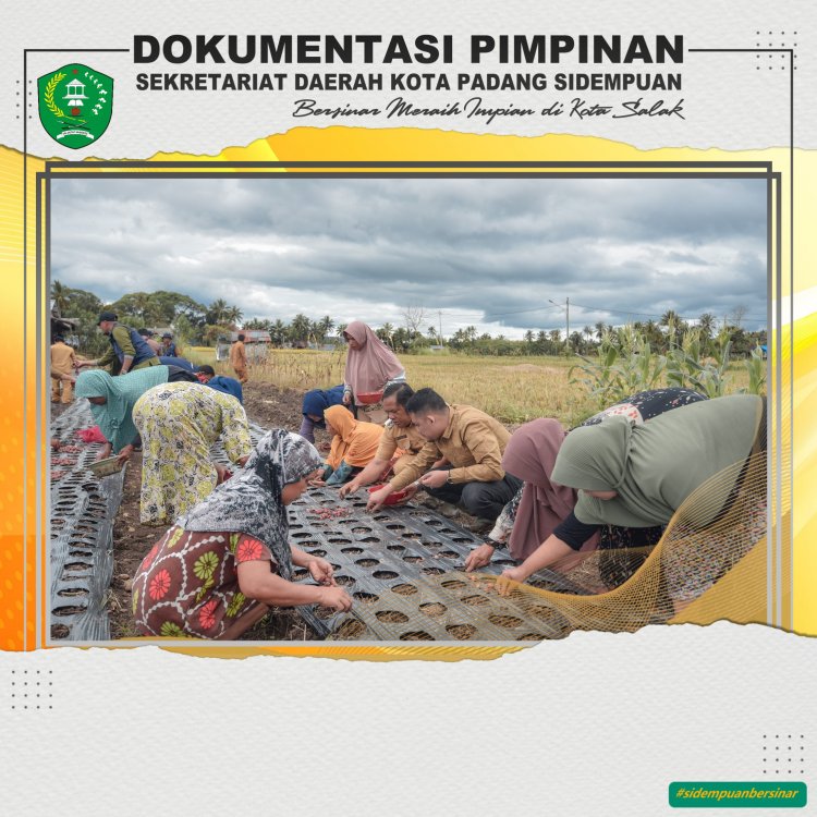 Walikota Bersama Masyarakat Tanam Bawang Merah di Desa Partihaman Saroha