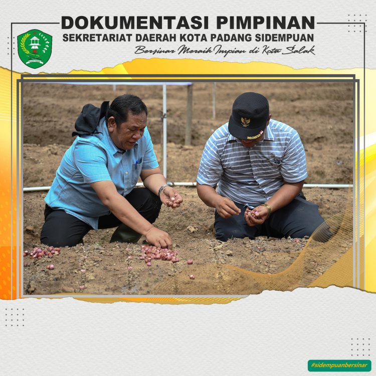 Walikota dan Wawako  Padang Sidempuan Tanam Perdana Bawang Merah di dua Lokasi dalam Satu Hari sebagai satu Langkah Untuk Mengatasi Inflasi  