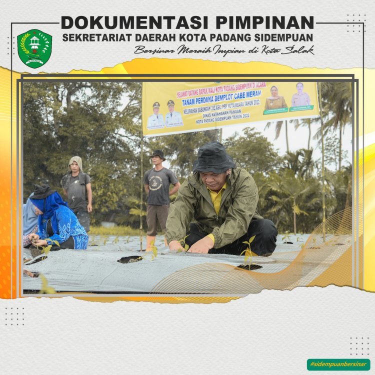 Meski Di Guyur Hujan Wali Kota Tetap Semangat Menanam Cabai Merah Bersama KWT Rap Satahi Sabungan Jae 