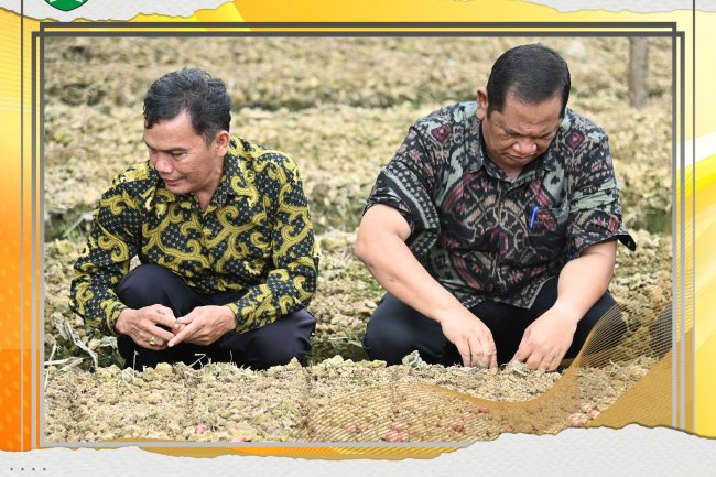 Kota Padang Sidempuan fokus pada pertanaman bawang merah ; Ucap Wako Irsan