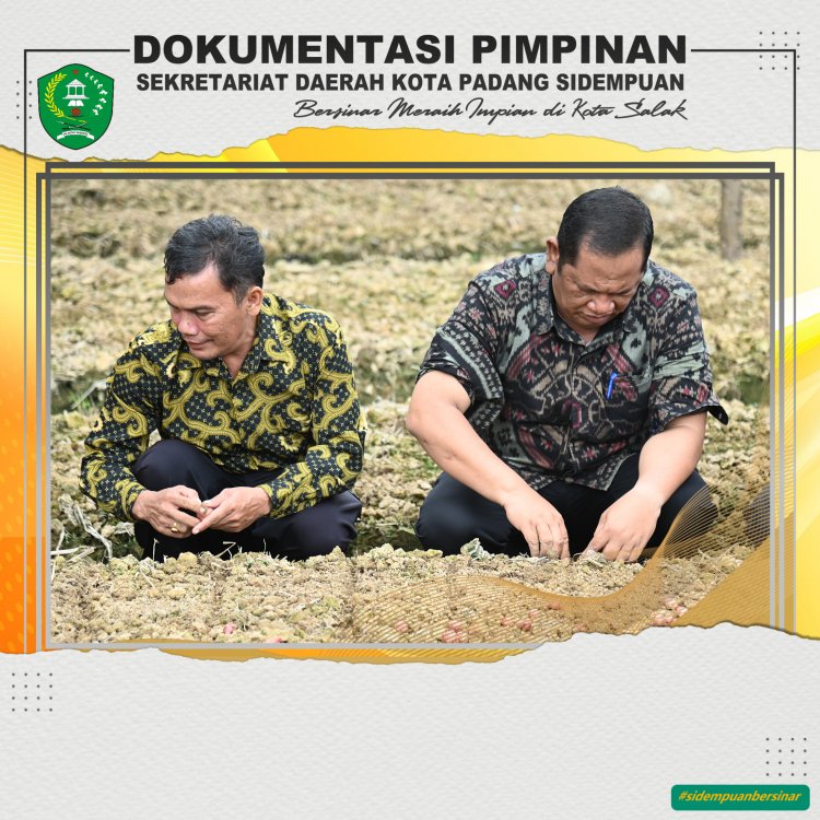 Kota Padang Sidempuan fokus pada pertanaman bawang merah ; Ucap Wako Irsan