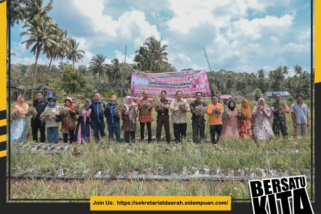 Walikota Laksanakan Panen Perdana Bawang Merah di Gapoktan Satahi Saroha Sabungan Jae
